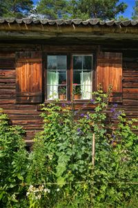 Window in an old wooden building, nice planting.