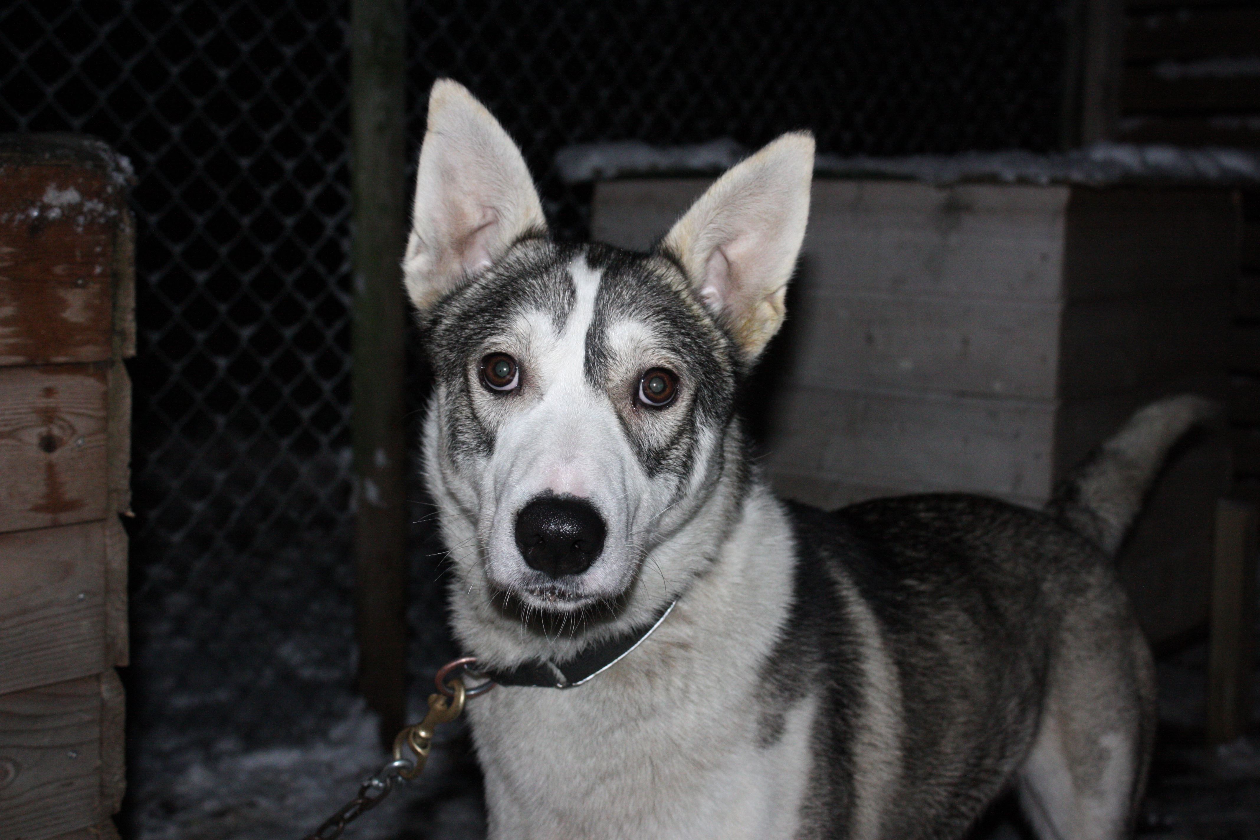 Dogsled Ride Private Group Riding Amp Sledging