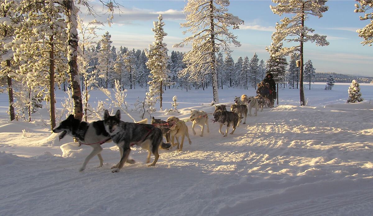 Familj på hundspannstur