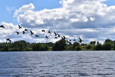 Fåglar som flyger ovanför sjön.
