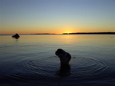 Kvällssol vid havet med siluetten av en man i vattnet