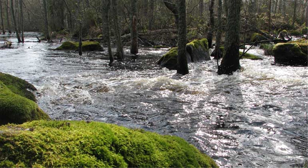 Nature reserve Skärjån image 1