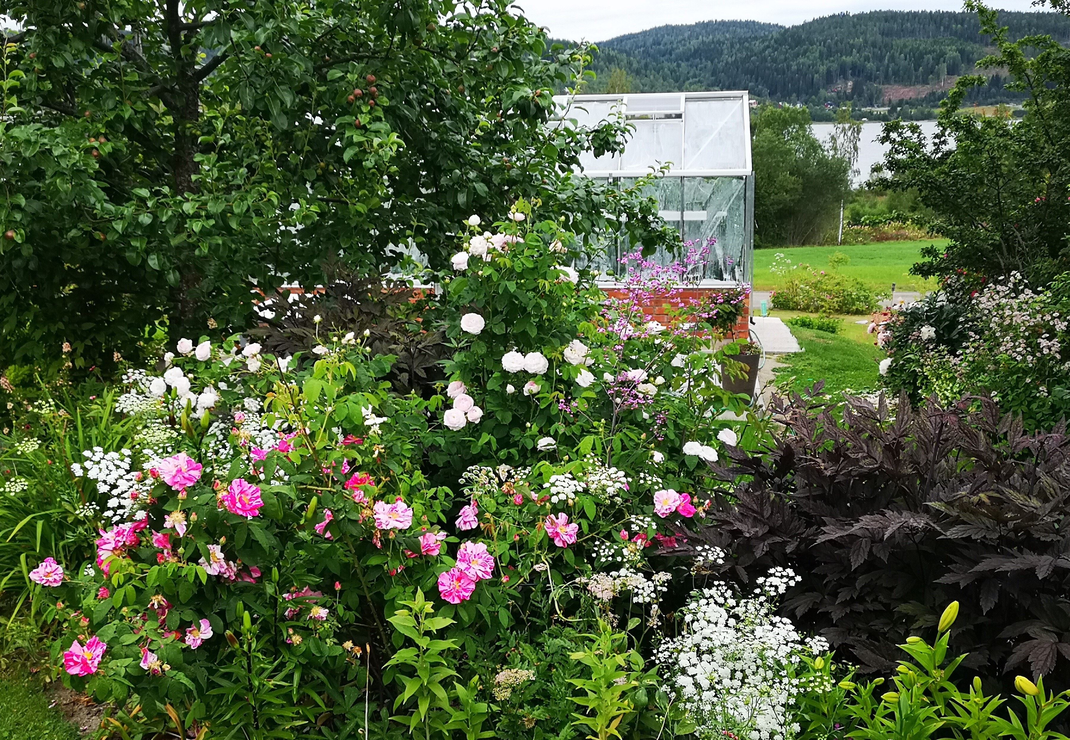 Monica's Cottage Garden (trädgård)
