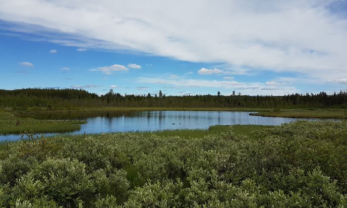 Dammtjärn naturreservat – Hassela