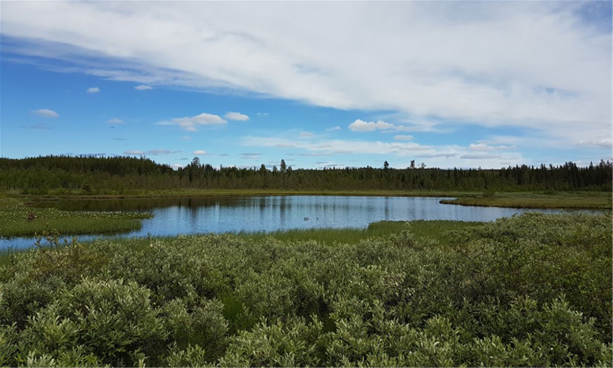Färgbild naturbild