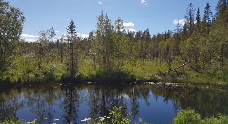 Kvarnmyrorna - naturreservat – Hassela