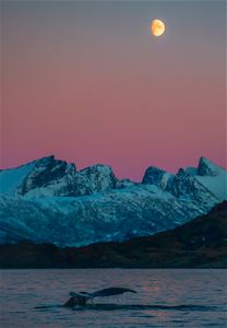 whale diving in the fjord under beautiful and pink winter sky with the lyngen alps in the background