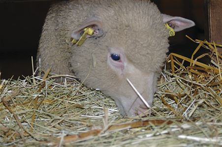 Lambs eating hay.