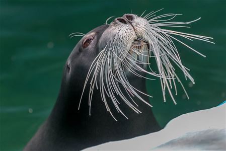 En sel titter opp av bassenget på Polaria i Tromsø