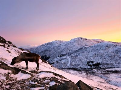 Reindeer in a snowy mountain landscape beneath the colourful winter sky in the Tromsø region.