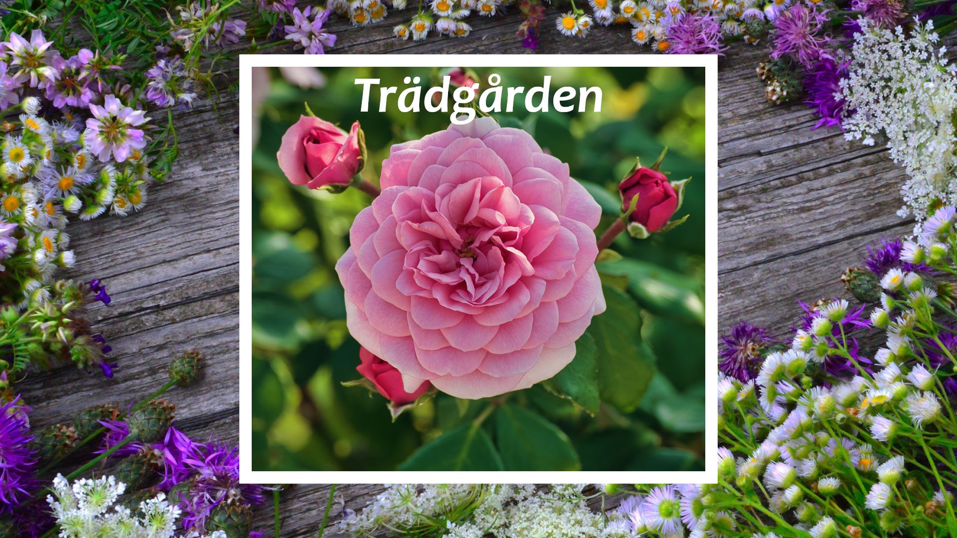 Vårsta Trädgård