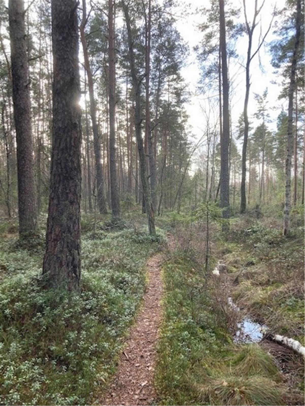 Björnholmarna nature reserve image 1